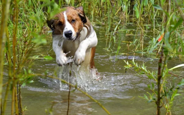 Parliamentary Report Calls for Ban on Hazardous Pet Flea Treatments Parliamentary Report Calls for Ban on Hazardous Pet Flea Treatments