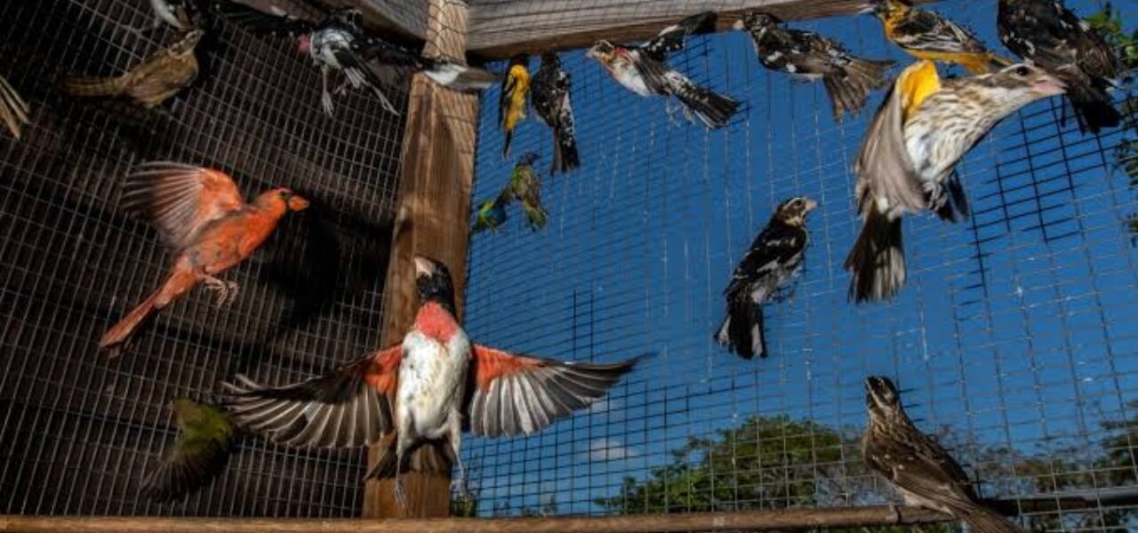 Sindh Prohibits Bird Trapping Nets for 90 Days Sindh Prohibits Bird Trapping Nets for 90 Days