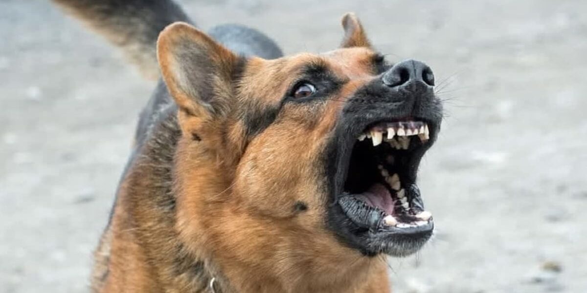 Sindh Upgrades 278 Anti-Rabies Centers Sindh Upgrades 278 Anti-Rabies Centers