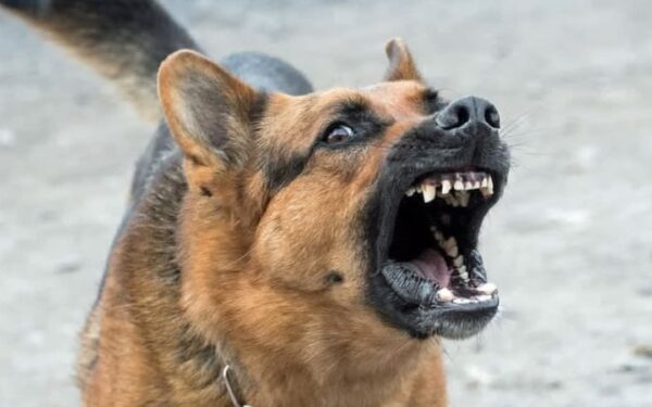 Sindh Upgrades 278 Anti-Rabies Centers