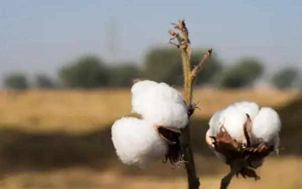 High Temperatures Hit Cotton Seed Germination in Punjab High Temperatures Hit Cotton Seed Germination in Punjab
