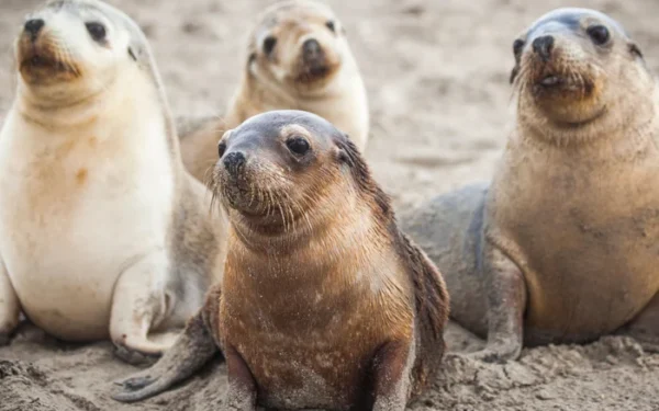 Endangered Australian Sea Lion Dies from H5 Bird Flu Endangered Australian Sea Lion Dies from H5 Bird Flu