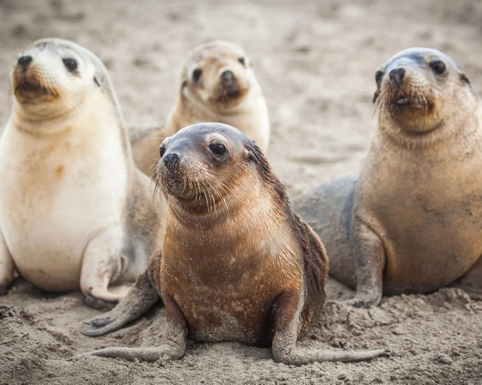 Endangered Australian Sea Lion Dies from H5 Bird Flu Endangered Australian Sea Lion Dies from H5 Bird Flu