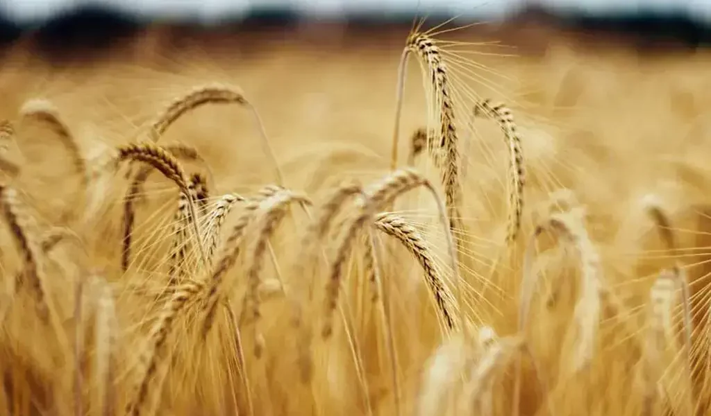 Chicago wheat futures fall as export hopes and US dollar strengthen Chicago wheat futures fall as export hopes and US dollar strengthen