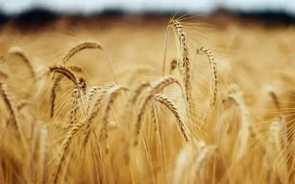 Chicago wheat futures fall as export hopes and US dollar strengthen Chicago wheat futures fall as export hopes and US dollar strengthen