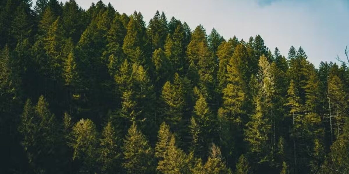 KP Launches Major Tree Planting Initiative in Spin Khak KP Launches Major Tree Planting Initiative in Spin Khak