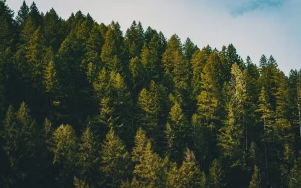 KP Launches Major Tree Planting Initiative in Spin Khak KP Launches Major Tree Planting Initiative in Spin Khak