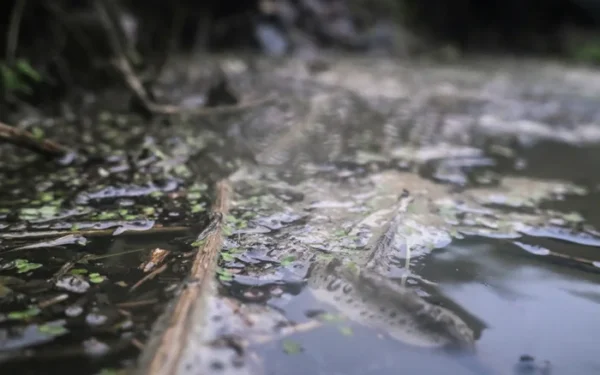 UK Government Considers Granting Local Leaders Oversight of Water Companies UK Government Considers Granting Local Leaders Oversight of Water Companies