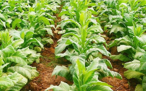 Government Postpones Decision on New Tobacco Prices Government Postpones Decision on New Tobacco Prices