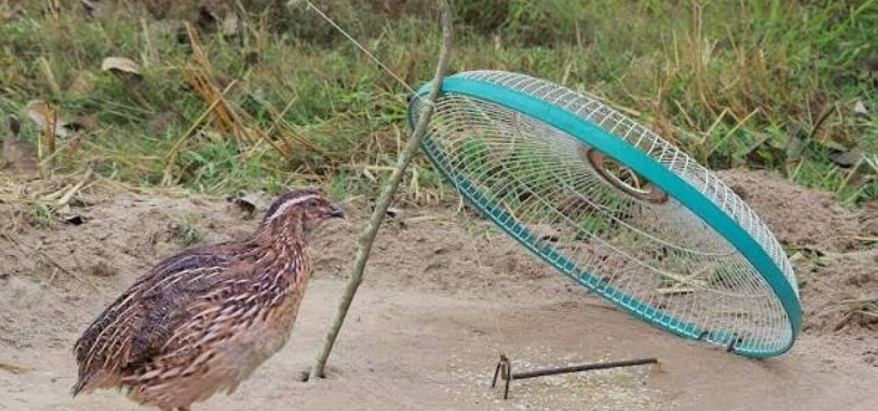 KP Allows Quail Hunting with New Rules KP Allows Quail Hunting with New Rules