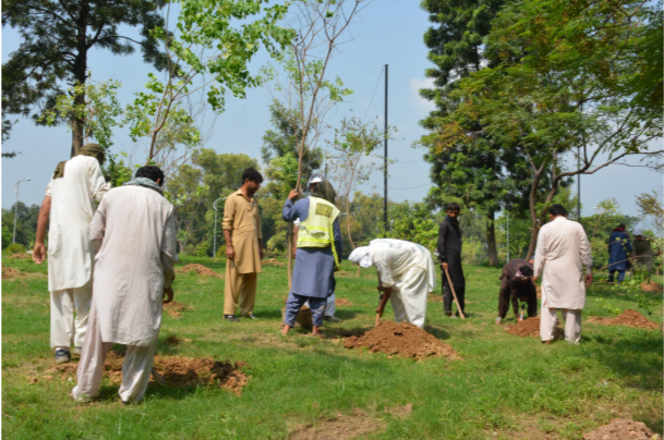 CDA Launches Intensive Tree Planting Drive in Islamabad