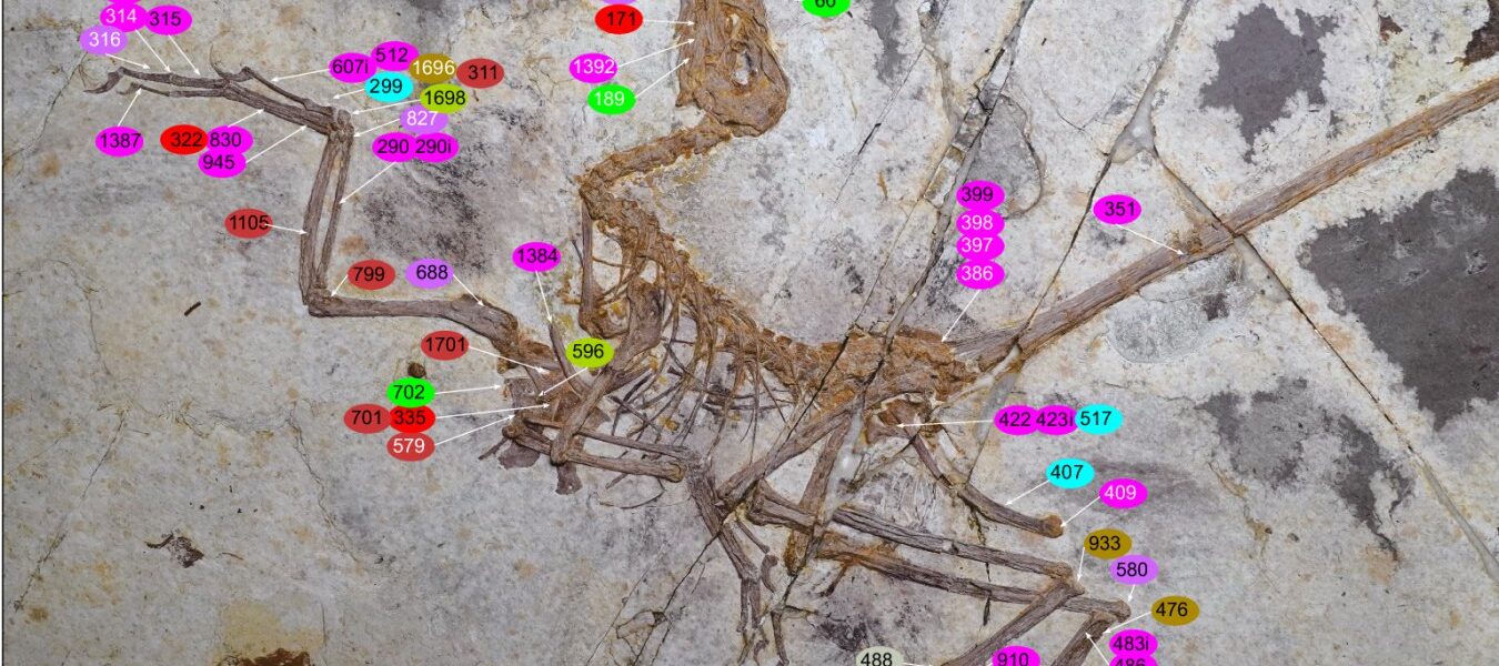 New Dinosaur Fossil Reveals Independent Evolution of Bird-like Traits New Dinosaur Fossil Reveals Independent Evolution of Bird-like Traits
