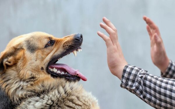 Sindh Reports Over 200,000 Dog Bite Cases in First Nine Months Sindh Reports Over 200,000 Dog Bite Cases in First Nine Months