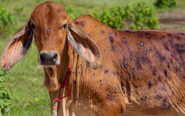 Sindh Warns of Lumpy Skin Disease Spread from Punjab