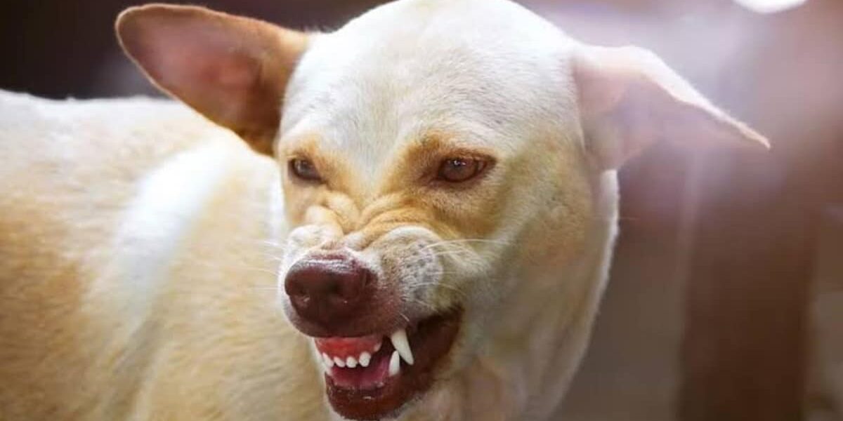 Girl Dies After Severe Dog Attack in Hyderabad Girl Dies After Severe Dog Attack in Hyderabad