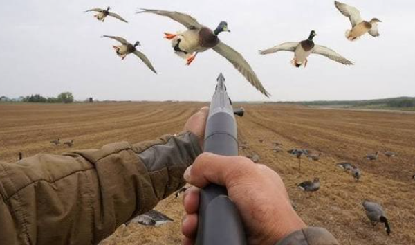 KP bans hunting in 53 critical wildlife areas
