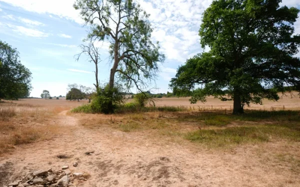 UK Government Warns Wildlife to Face Long-Term Drought Impact UK Government Warns Wildlife to Face Long-Term Drought Impact