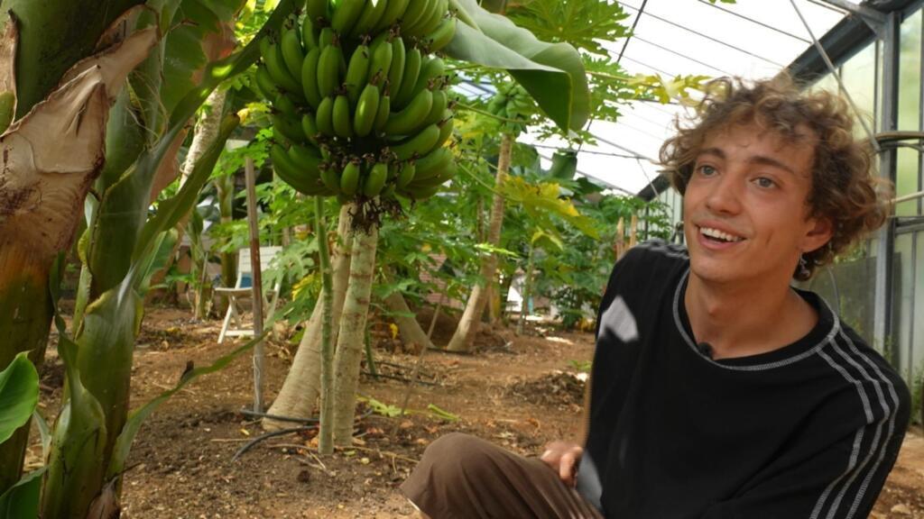 French farmers embrace tropical crops in response to climate change