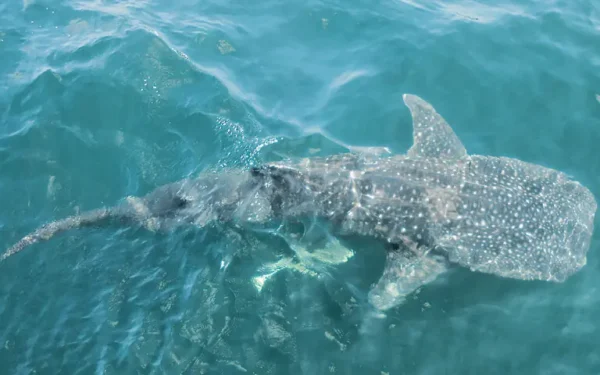Pakistan Launches First National Action Plan to Protect Sharks Pakistan Launches First National Action Plan to Protect Sharks