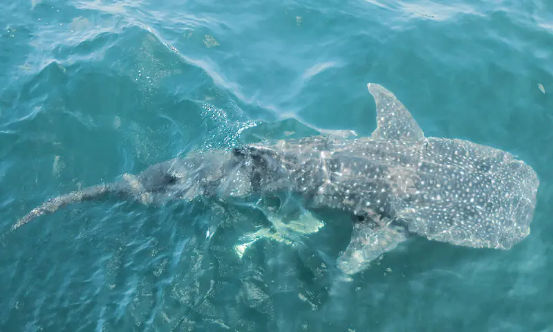Pakistan Launches First National Action Plan to Protect Sharks Pakistan Launches First National Action Plan to Protect Sharks