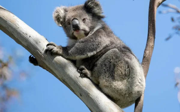 Victoria’s Koala Population in Poor Health, Numbers Halved Victoria’s Koala Population in Poor Health, Numbers Halved