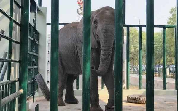 Elephant Madhubala on Antibiotics After Sudden Collapse Elephant Madhubala on Antibiotics After Sudden Collapse