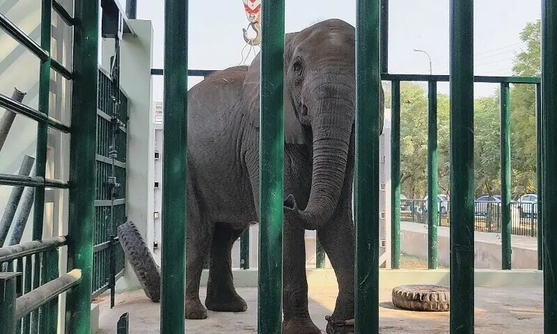Elephant Madhubala on Antibiotics After Sudden Collapse Elephant Madhubala on Antibiotics After Sudden Collapse