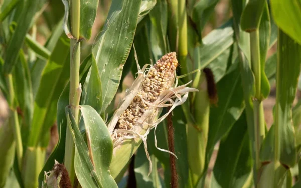 UK urged to improve food supply resilience UK urged to improve food supply resilience