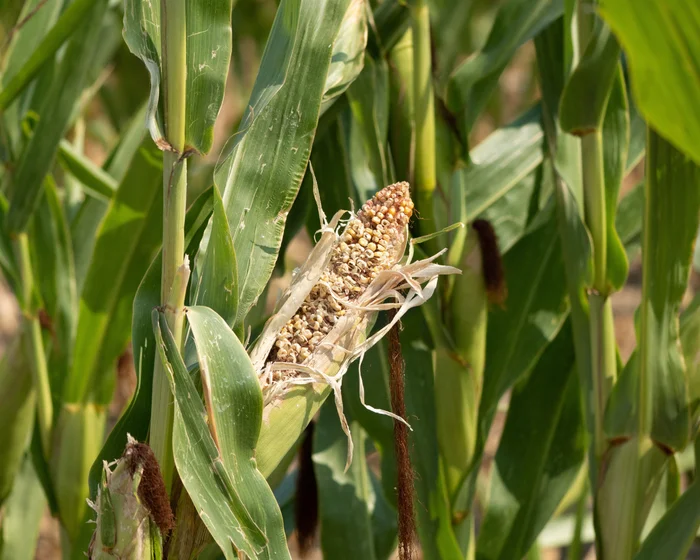 UK urged to improve food supply resilience