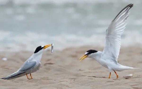 Tern colonies in England show encouraging signs of recovery Tern colonies in England show encouraging signs of recovery