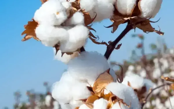 Punjab Minister Hopes for Achieving Cotton Production Target Punjab Minister Hopes for Achieving Cotton Production Target