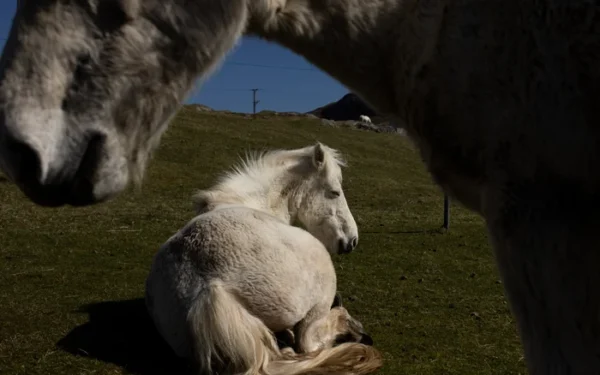 Rare Eriskay Ponies Face Endangered Status