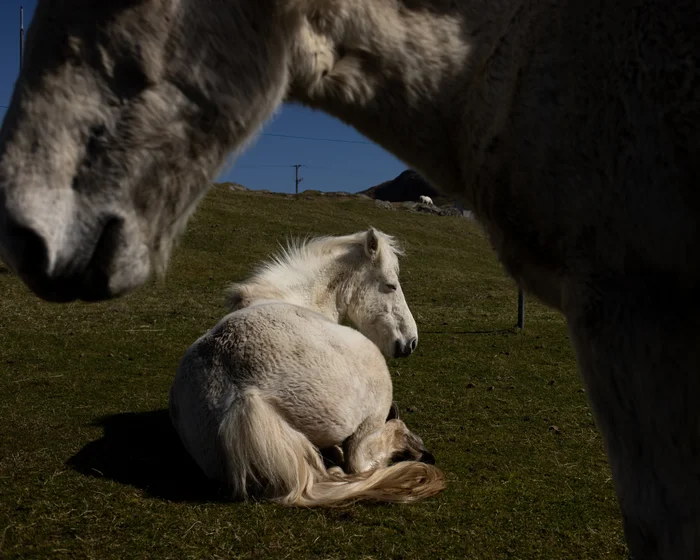Rare Eriskay Ponies Face Endangered Status Rare Eriskay Ponies Face Endangered Status