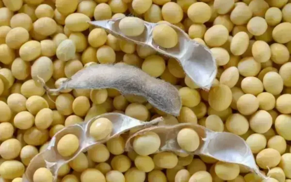 Soybeans gain on China demand, US weather concerns Soybeans gain on China demand, US weather concerns