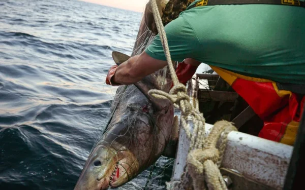 US President Trump issues executive order prioritizing recreational fishing