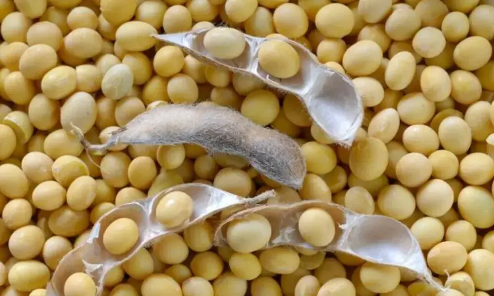 China Buys 1.4 to 1.5 Million Tons of US Soybeans Ahead of Xi’s Visit China Buys 1.4 to 1.5 Million Tons of US Soybeans Ahead of Xi’s Visit