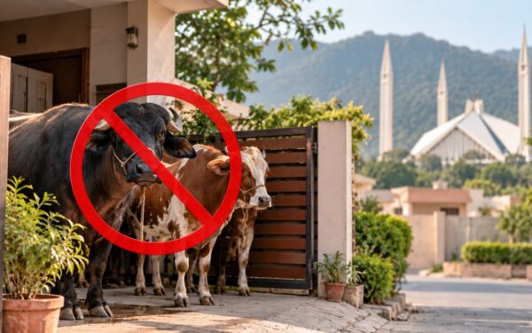 Islamabad Bans Cattle Pens in Residential Areas Islamabad Bans Cattle Pens in Residential Areas