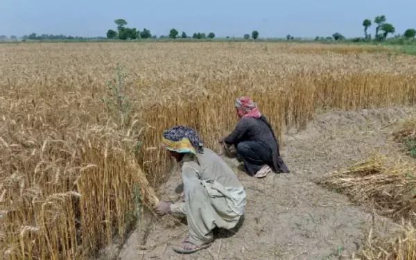 Farmers Demand Rs5,000 Support Price for Wheat Farmers Demand Rs5,000 Support Price for Wheat