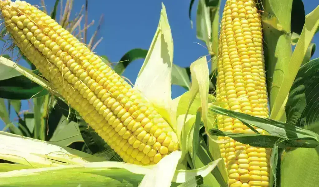 Chicago corn futures fall ahead of USDA report Chicago corn futures fall ahead of USDA report