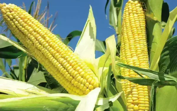 Chicago corn futures fall ahead of USDA report Chicago corn futures fall ahead of USDA report