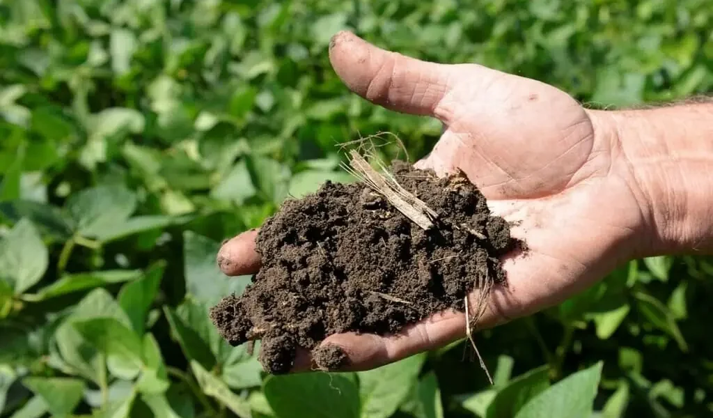 Sindh Cabinet Considers Subsidy for DAP Fertiliser to Protect Farmers Sindh Cabinet Considers Subsidy for DAP Fertiliser to Protect Farmers