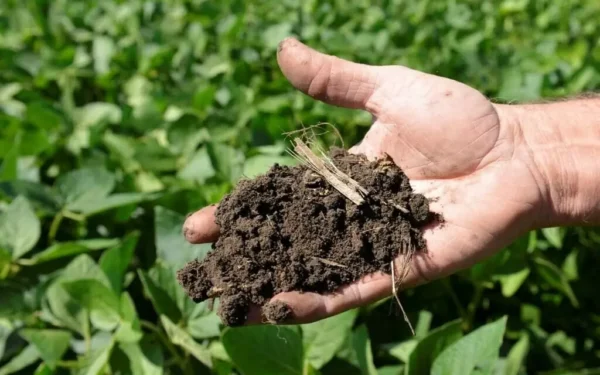 Sindh Cabinet Considers Subsidy for DAP Fertiliser to Protect Farmers Sindh Cabinet Considers Subsidy for DAP Fertiliser to Protect Farmers