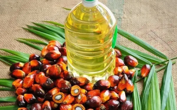 Palm Oil Prices Drop from 21-Month High