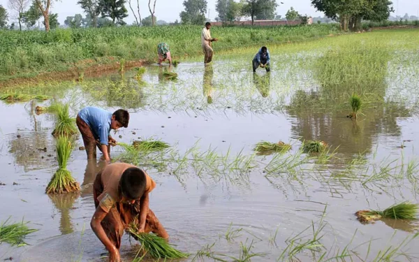 Punjab Paddy Crop Exceeds 6.7 Million Acres Punjab Paddy Crop Exceeds 6.7 Million Acres