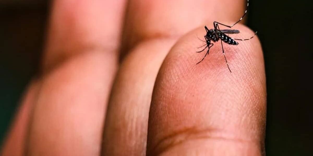 Chikungunya Outbreak Hits Ziarat Kaka Sahib