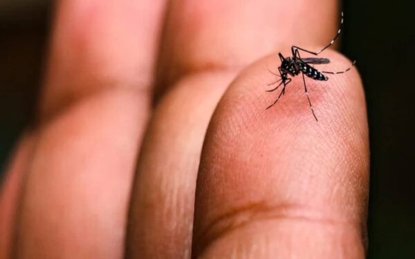 Chikungunya Outbreak Hits Ziarat Kaka Sahib