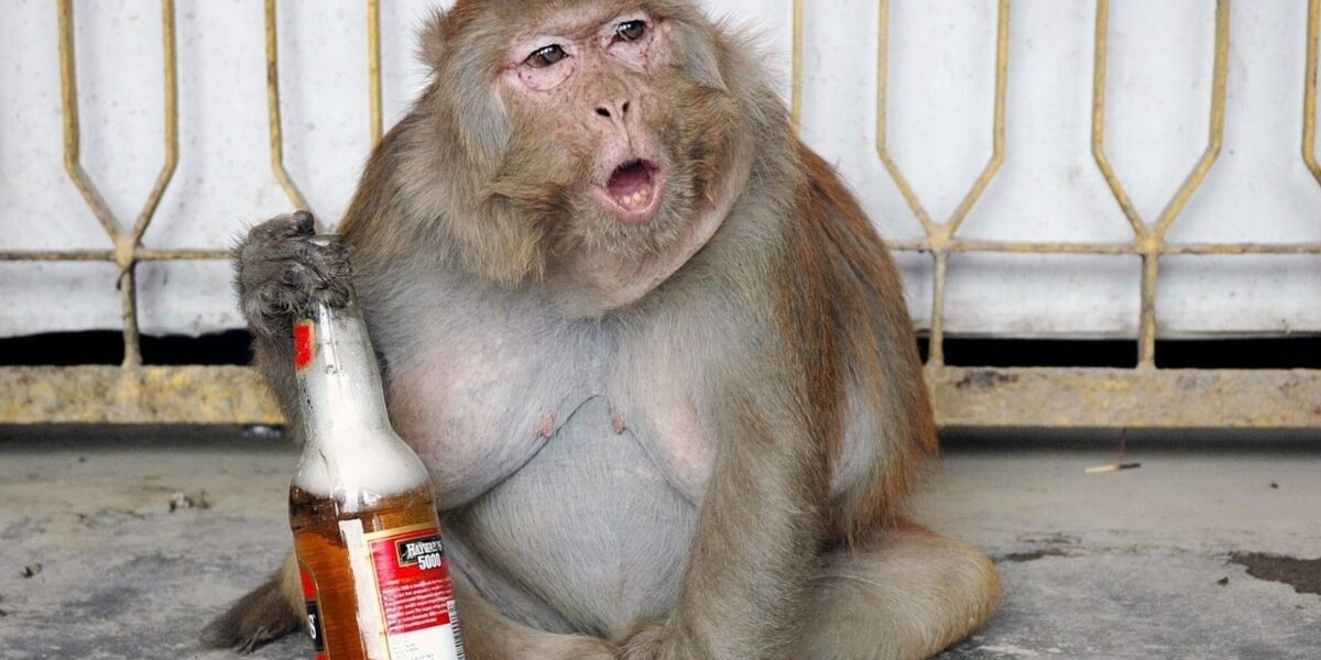 Drunk Monkey Causes Stir After Entering Liquor Shop in India Drunk Monkey Causes Stir After Entering Liquor Shop in India