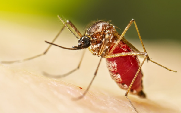 14 people diagnosed with chikungunya in Nowshera 14 people diagnosed with chikungunya in Nowshera