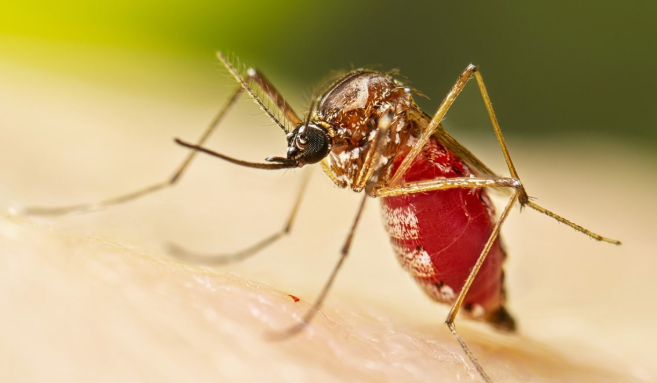 14 people diagnosed with chikungunya in Nowshera 14 people diagnosed with chikungunya in Nowshera