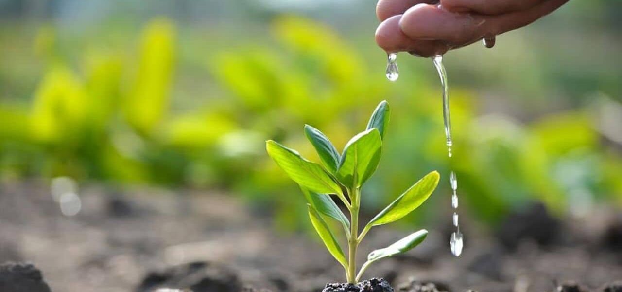 Islamabad Launches Tree Plantation Campaign Islamabad Launches Tree Plantation Campaign